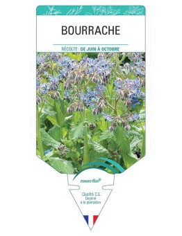 BOURRACHE *