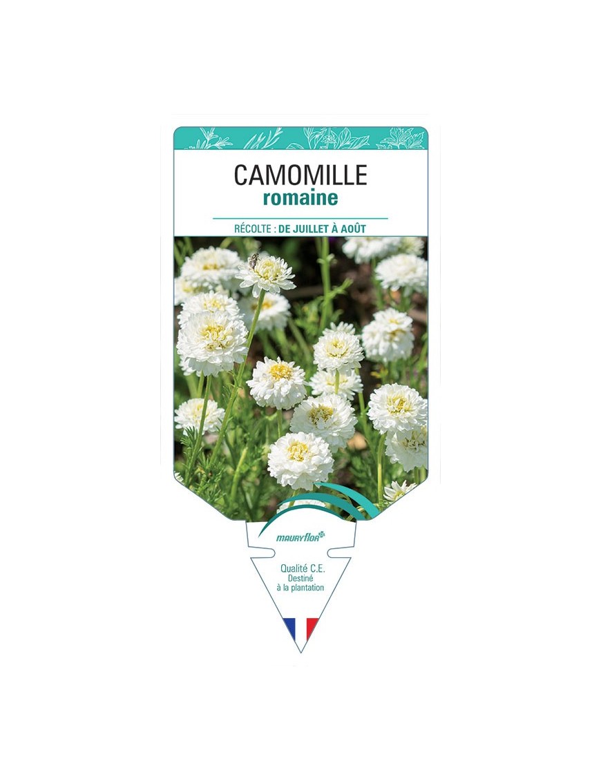 CAMOMILLE ROMAINE (DOUBLE) *