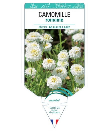CAMOMILLE ROMAINE (DOUBLE) *