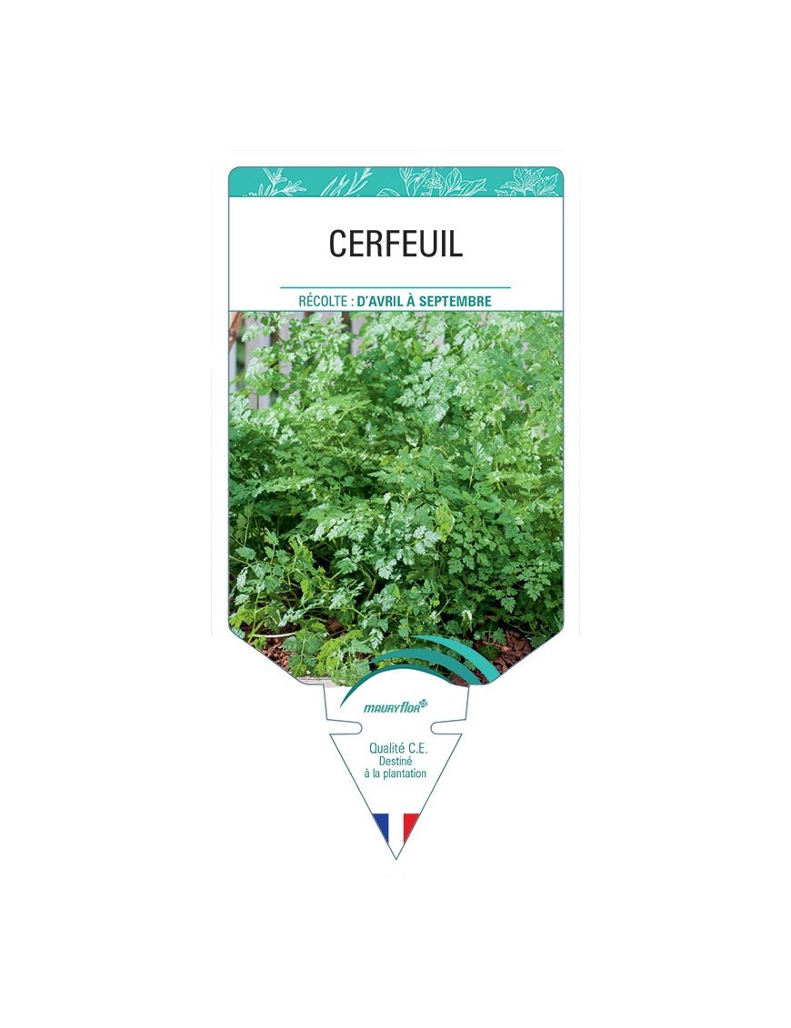 CERFEUIL *