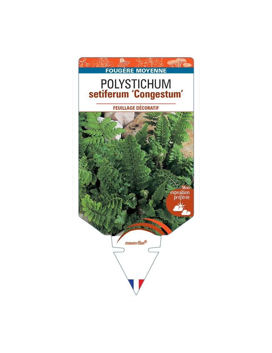 POLYSTICHUM setiferum Congestum