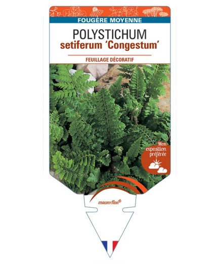 POLYSTICHUM setiferum Congestum