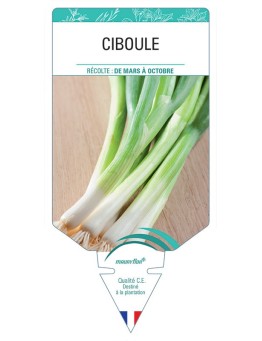 CIBOULE *