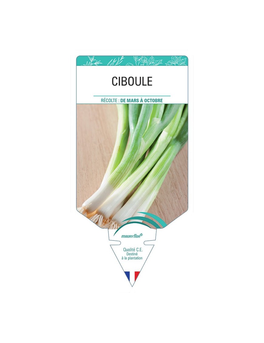 CIBOULE *