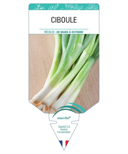 CIBOULE *