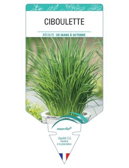 CIBOULETTE