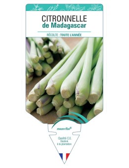 CITRONNELLE DE MADAGASCAR *