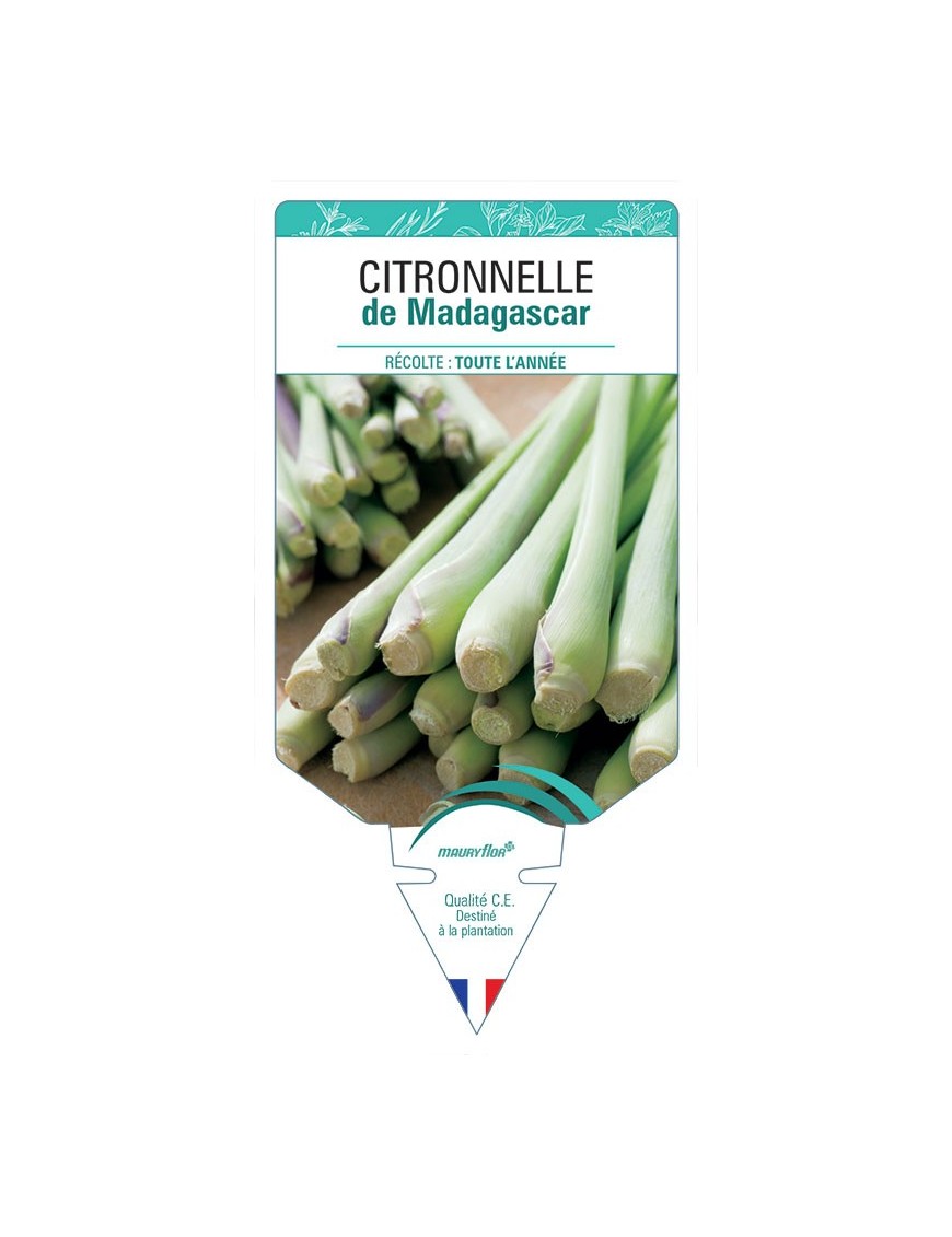 CITRONNELLE DE MADAGASCAR *