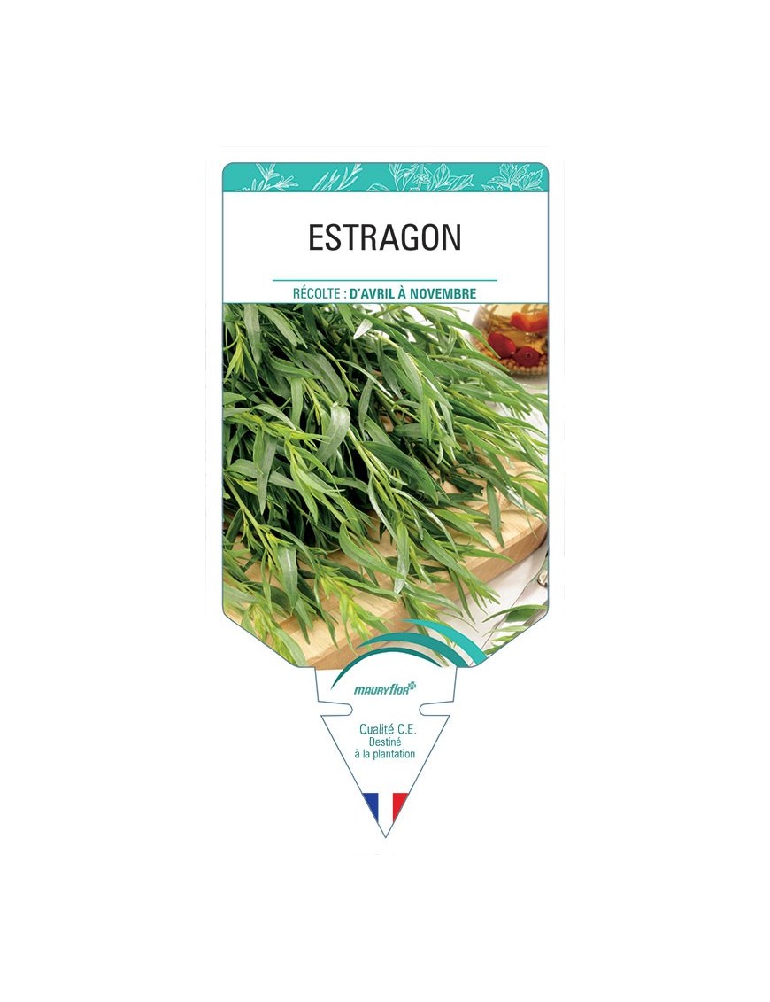 ESTRAGON