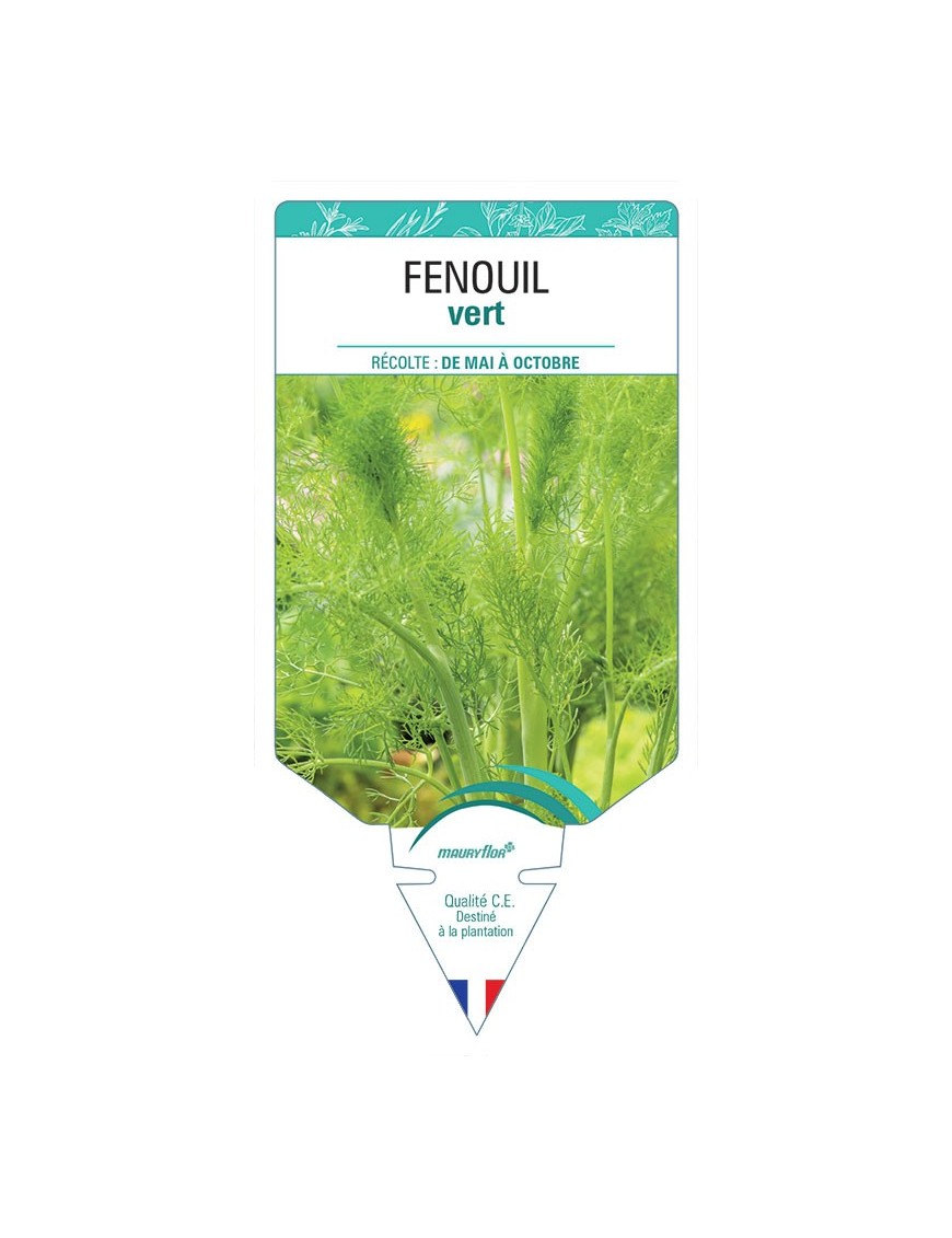 FENOUIL *