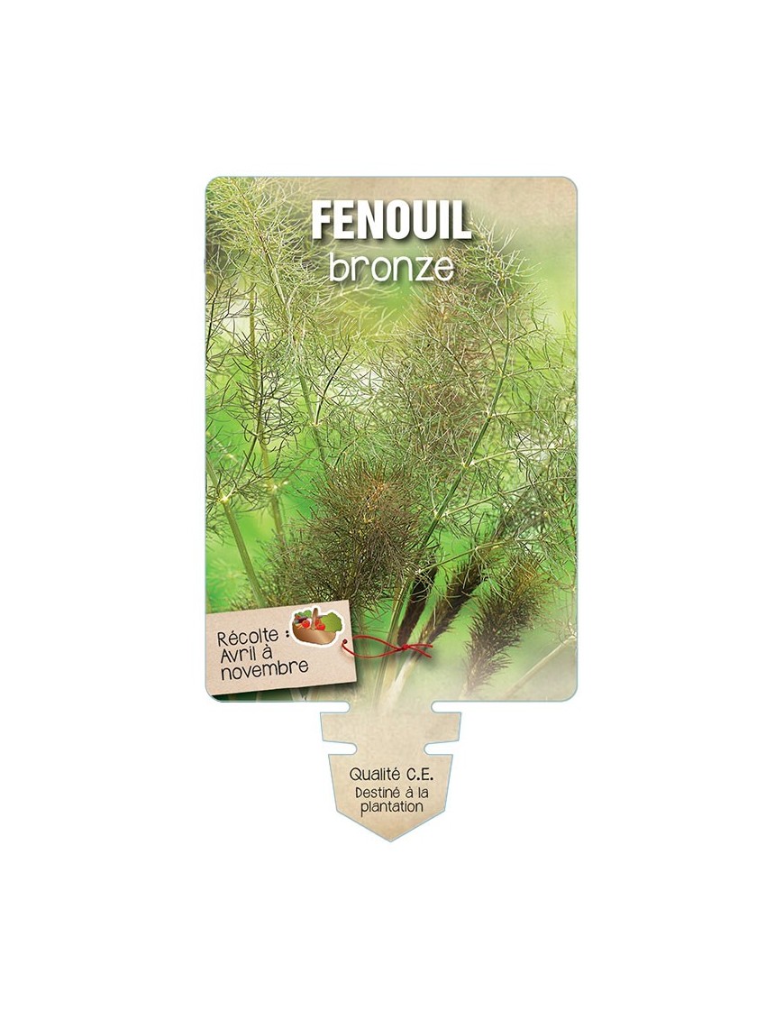 FENOUIL BRONZE *