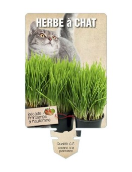 HERBE A CHAT *