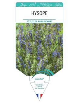 HYSOPE *
