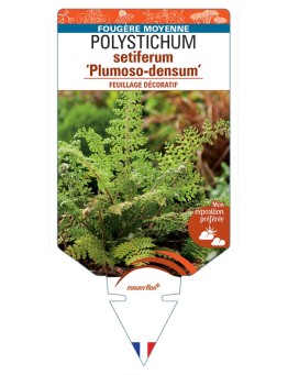 POLYSTICHUM setiferum Plumoso-densum