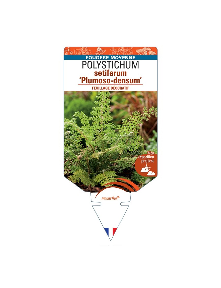 POLYSTICHUM setiferum Plumoso-densum