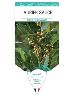 LAURIER SAUCE *