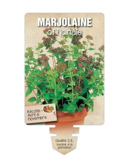 MARJOLAINE OFFICINALE *