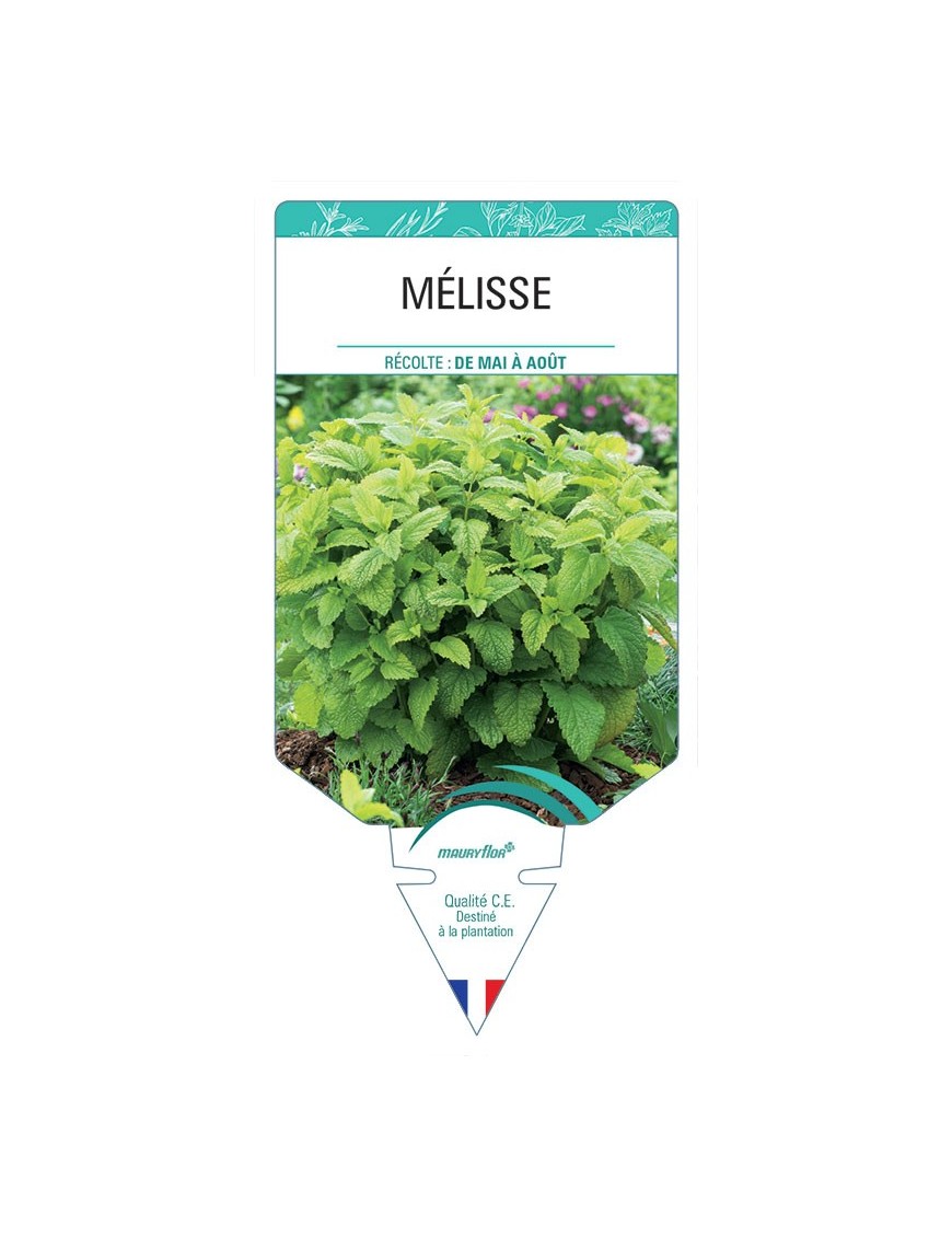 MÉLISSE *