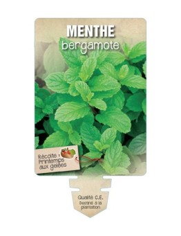 MENTHE BERGAMOTE *