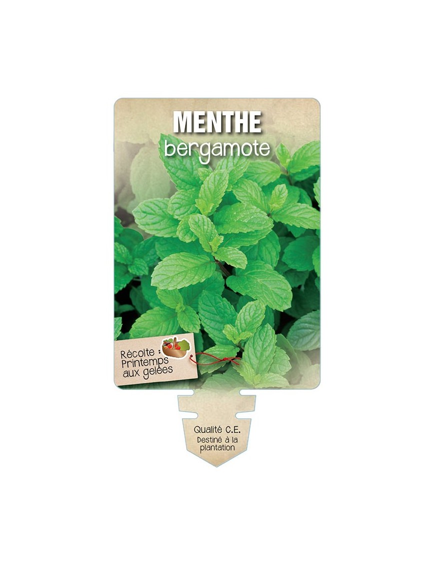 MENTHE BERGAMOTE *