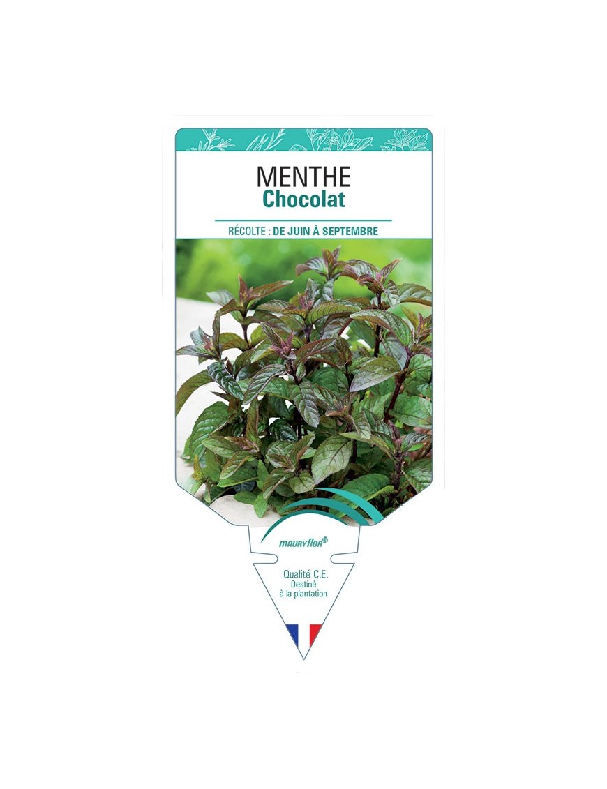 MENTHE CHOCOLAT *