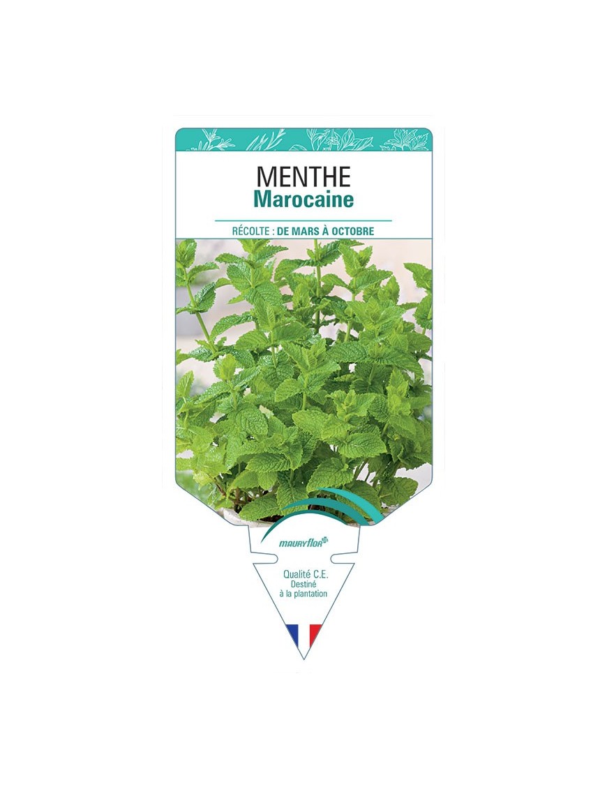 MENTHE MAROCAINE