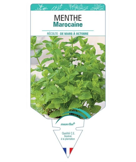 MENTHE MAROCAINE