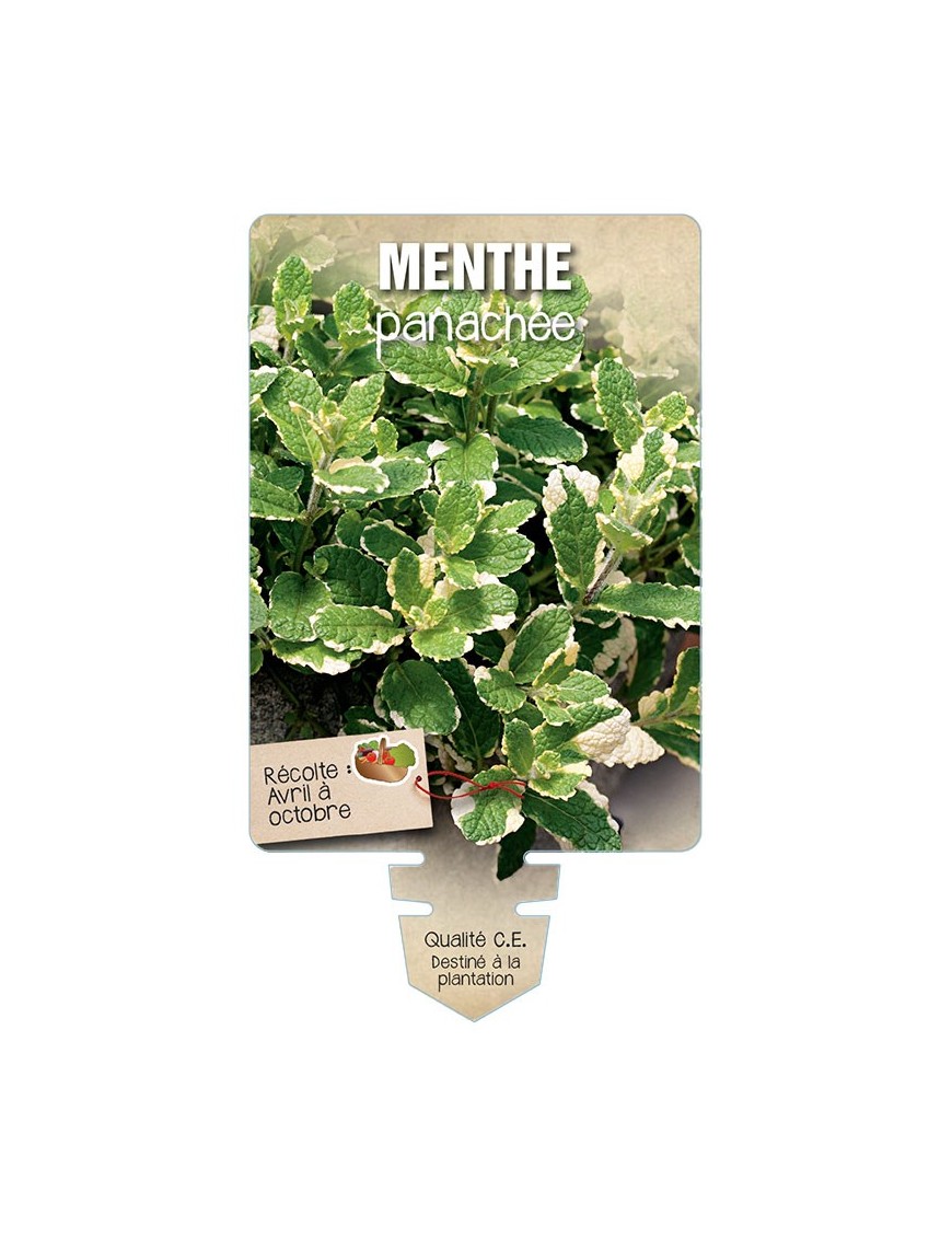 MENTHE PANACHÉE *