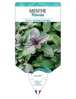 MENTHE POIVRÉE
