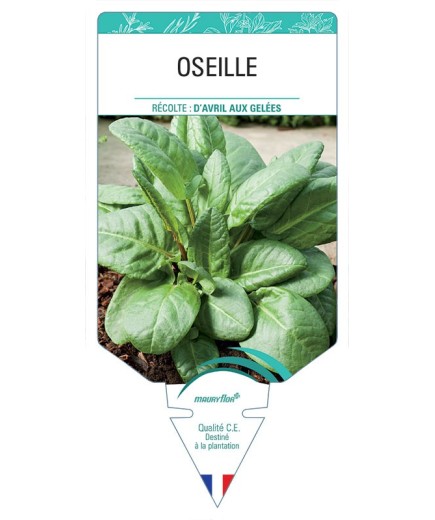 OSEILLE *