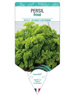 PERSIL FRISÉ