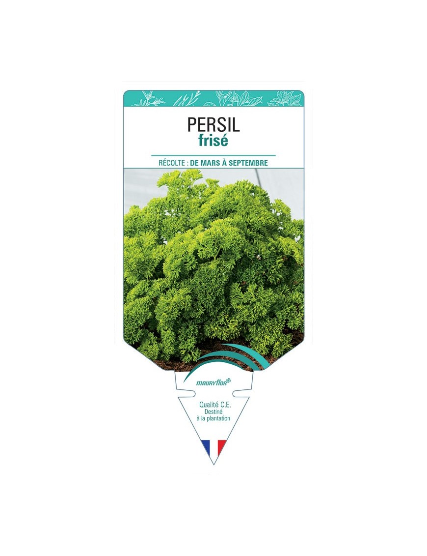 PERSIL FRISÉ