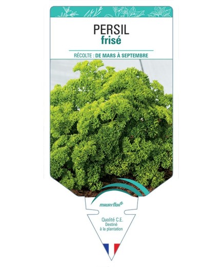 PERSIL FRISÉ