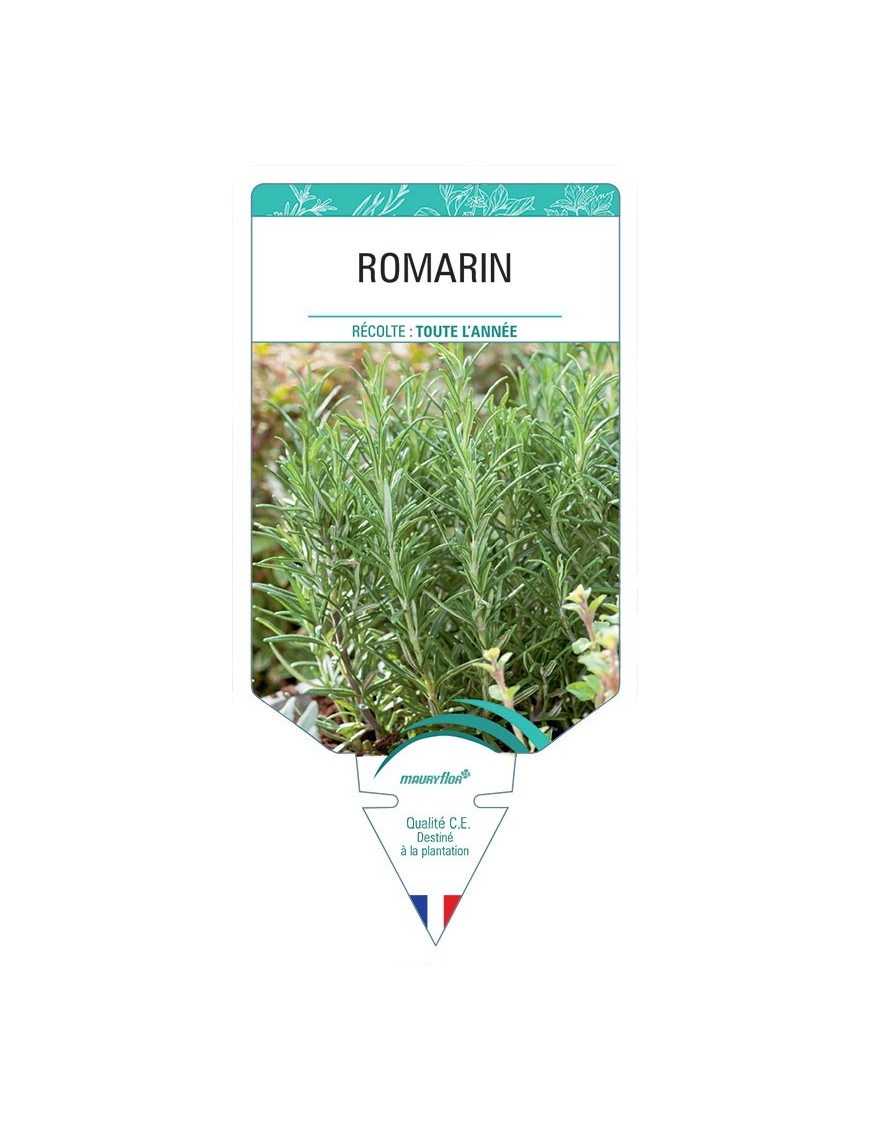 ROMARIN
