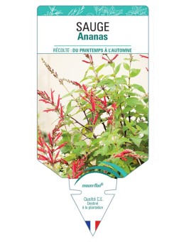 SAUGE ANANAS *
