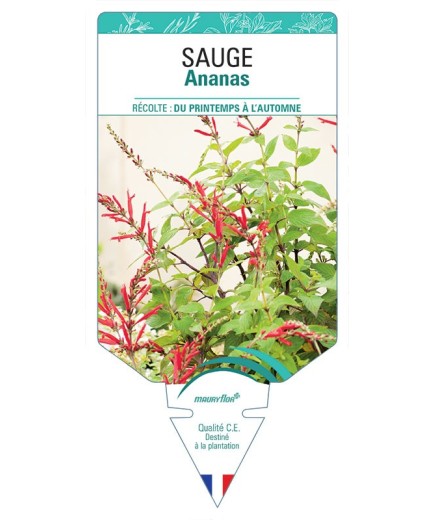 SAUGE ANANAS *