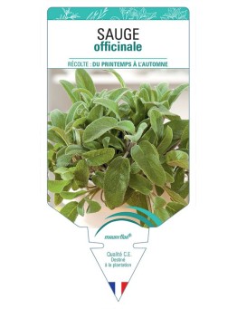 SAUGE OFFICINALE