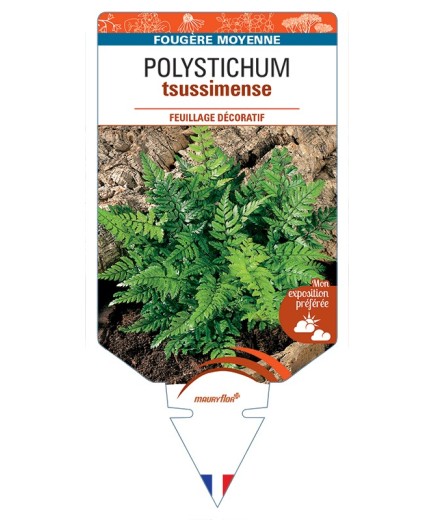 POLYSTICHUM tsussimense
