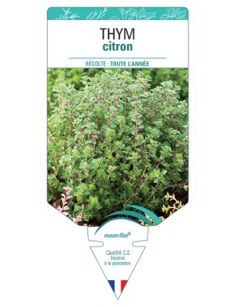 THYM CITRON