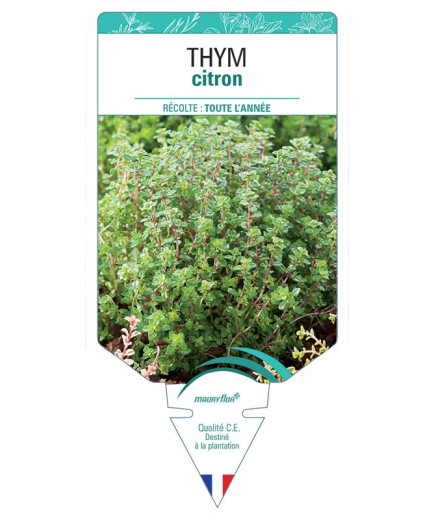 THYM CITRON