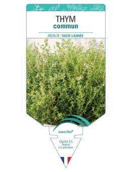 THYM COMMUN