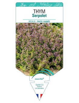 THYM SERPOLET *