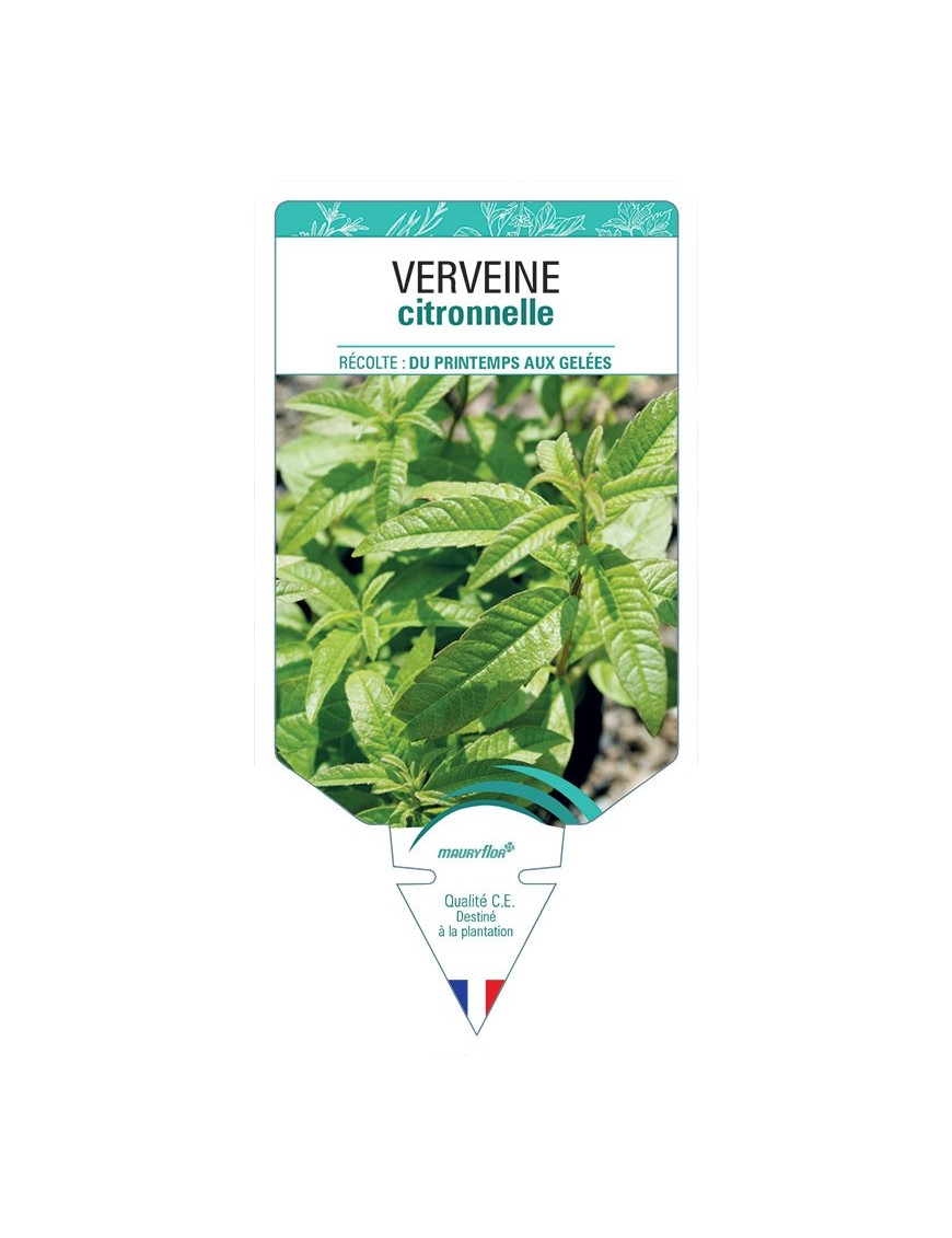 VERVEINE CITRONNELLE