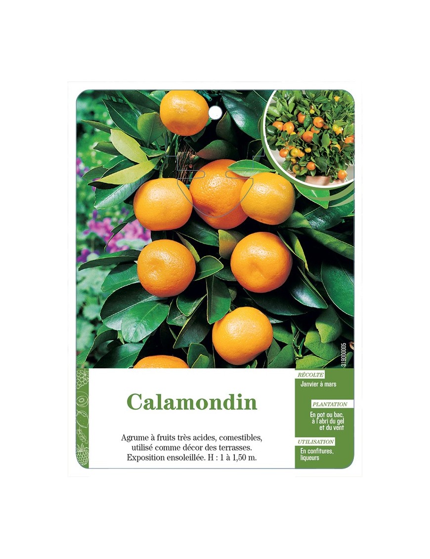 CALAMONDIN