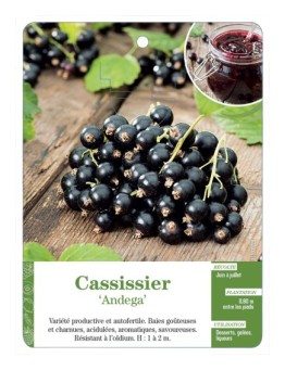CASSISSIER 'ANDEGA'