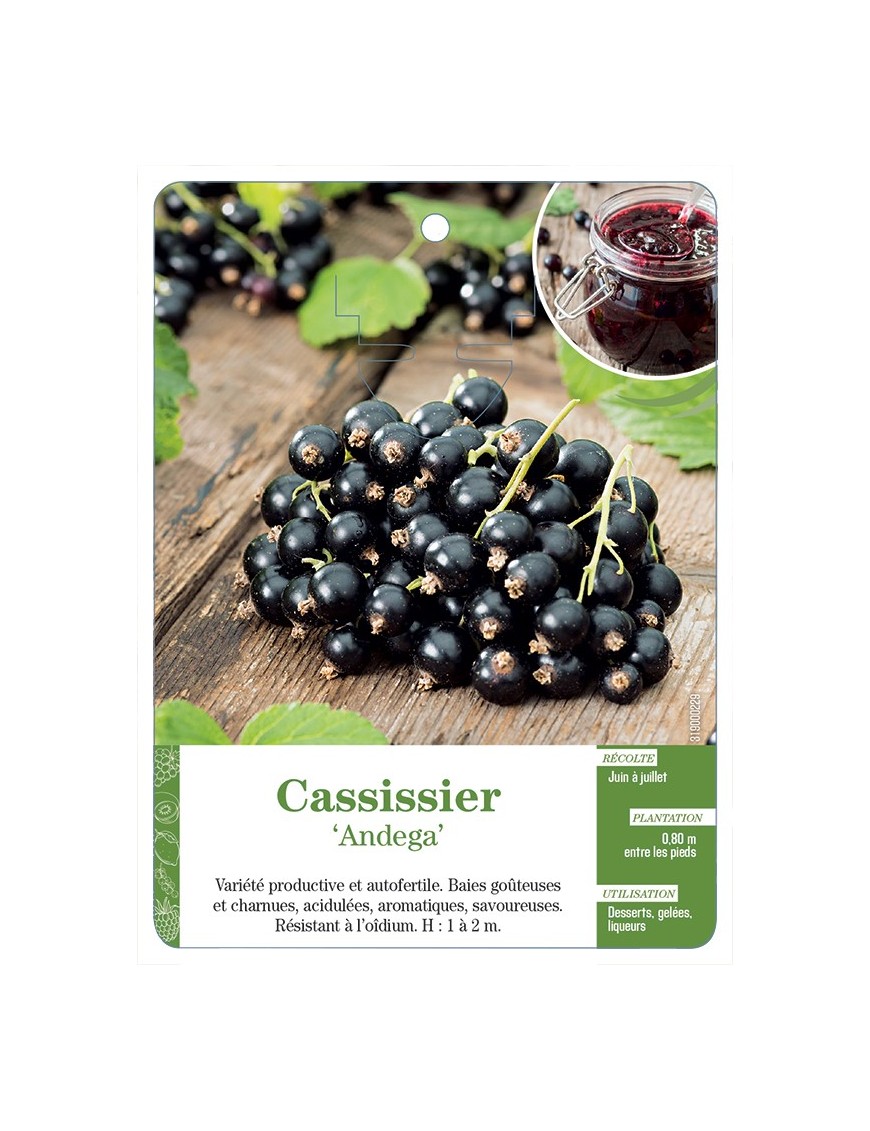 CASSISSIER 'ANDEGA'