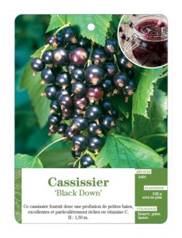 CASSISSIER 'BLACK DOWN'
