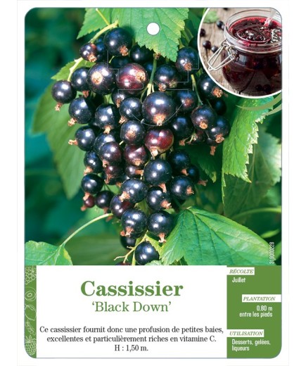 CASSISSIER 'BLACK DOWN'