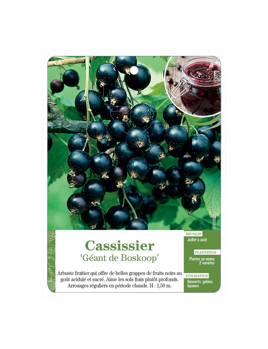 CASSISSIER 'GÉANT DE BOSKOOP'