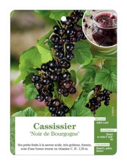 CASSISSIER 'NOIR DE BOURGOGNE'